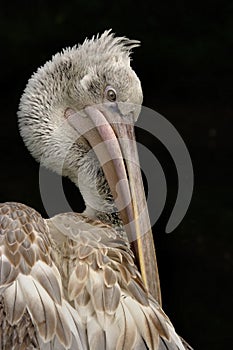 Dalmation Pelican