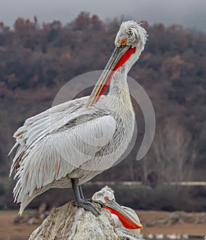 Dalmation Pelican in Mating colours