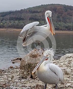 Dalmation Pelican in Mating colours