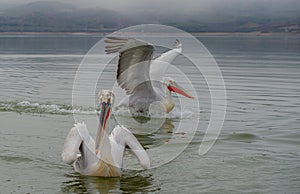 Dalmation Pelican in Mating colours