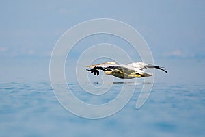 Dalmation pelican, Pelecanus crispus, in flight above Lake Skadar in Montenegro.