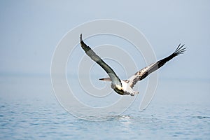 Dalmation pelican, Pelecanus crispus, in flight above Lake Skadar in Montenegro.