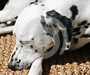 Dalmation snoozing