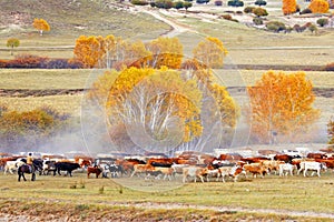 Dam Autumn in Inner Mongolia