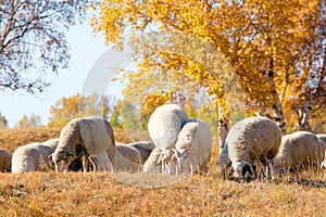 Dam Autumn in Inner Mongolia