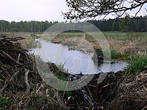 Dam beaver landscape gloomily