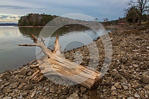 Dam and Dead Tree Stump