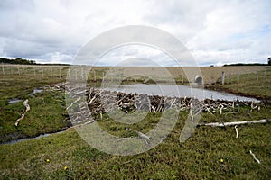 The dam , erected by beavers branches of the bushes , in the treeless part of Tierra del Fuego .