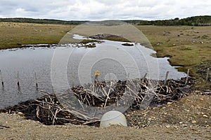 The dam , erected by beavers branches of the bushes , in the treeless part of Tierra del Fuego .