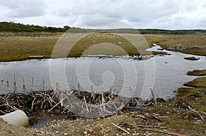 The dam , erected by beavers branches of the bushes , in the treeless part of Tierra del Fuego .