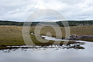 The dam, erected by beavers branches of the bushes, in the treeless part of Tierra del Fuego.