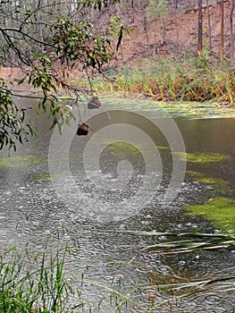 A dam on a farm with weaver bird nests on a rainy day surrounded by forests in Robertson, South Africa