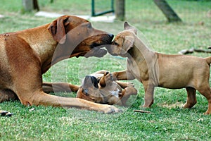 Dam teaching her puppies