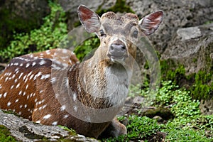 Dama Dama Deer