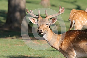 Dama Dama European Fallow deer