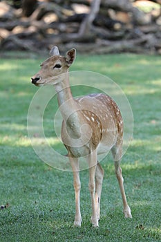 Dama Dama European Fallow deer