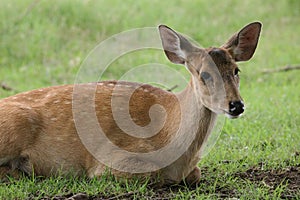 Dama Dama European Fallow deer