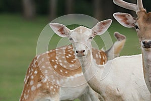 Dama Dama European Fallow deer