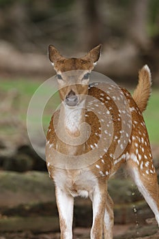 Dama Dama European Fallow deer