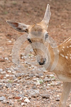 Dama Dama European Fallow deer