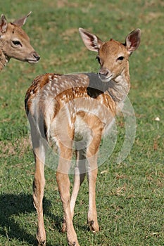 Dama Dama European Fallow deer Fawn