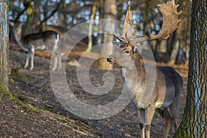 Dama European fallow deer brown color wild ruminant mammal on pasture in autumn winter time, beautiful woodland animal