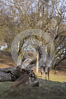 Dama European fallow deer brown color wild ruminant mammal on pasture in autumn winter time, beautiful woodland animal