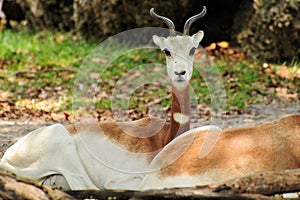 Dama Gazelle photo