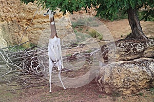 Dama gazelle