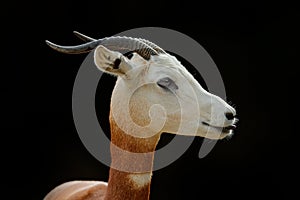 Dama gazelle, addra gazelle, or mhorr gazelle, Nanger dama, detail portrait with horn. Animal from Africa. Close-up portrait of fa