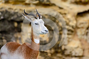 Dama gazelle, addra gazelle, or mhorr gazelle Nanger dama, formerly Gazella dama