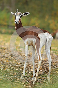 Dama gazelle photo