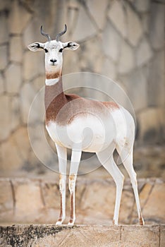 Dama gazelle photo