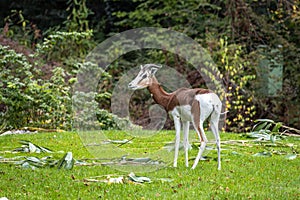 Dama gazelle, Gazella dama mhorr or mhorr gazelle is a species of gazelle