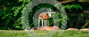 Dama gazelle, Gazella dama mhorr or mhorr gazelle is a species of gazelle photo