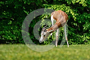 Dama gazelle, Gazella dama mhorr or mhorr gazelle is a species of gazelle photo