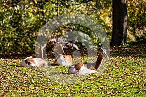 Dama gazelle, Gazella dama mhorr or mhorr gazelle is a species of gazelle photo