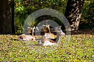 Dama gazelle, Gazella dama mhorr or mhorr gazelle is a species of gazelle photo