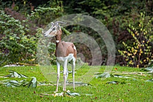 Dama gazelle, Gazella dama mhorr or mhorr gazelle is a species of gazelle photo