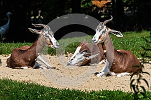 Dama gazelle, Gazella dama mhorr or mhorr gazelle is a species of gazelle photo