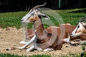 Dama gazelle, Gazella dama mhorr or mhorr gazelle is a species of gazelle photo