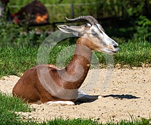 Dama gazelle, Gazella dama mhorr or mhorr gazelle is a species of gazelle photo