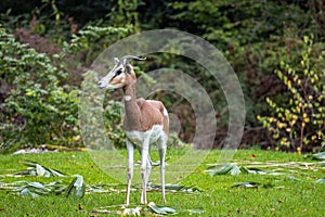 Dama gazelle, Gazella dama mhorr or mhorr gazelle is a species of gazelle photo