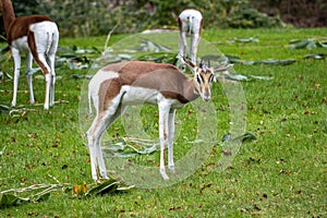 Dama gazelle, Gazella dama mhorr or mhorr gazelle is a species of gazelle photo