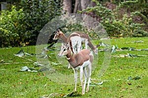 Dama gazelle, Gazella dama mhorr or mhorr gazelle is a species of gazelle photo