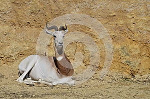 Dama gazelle lying on ground