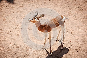 The Dama Gazelle - Nanger dama - also known as the Addra Gazelle or Mhorr Gazelle