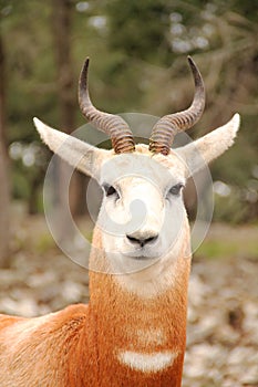 Dama gazelle Portrait