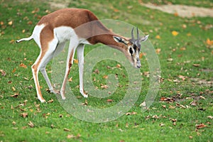 Dama gazelle photo