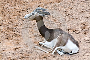 Dama or Mohr gazelle is lying on the ground